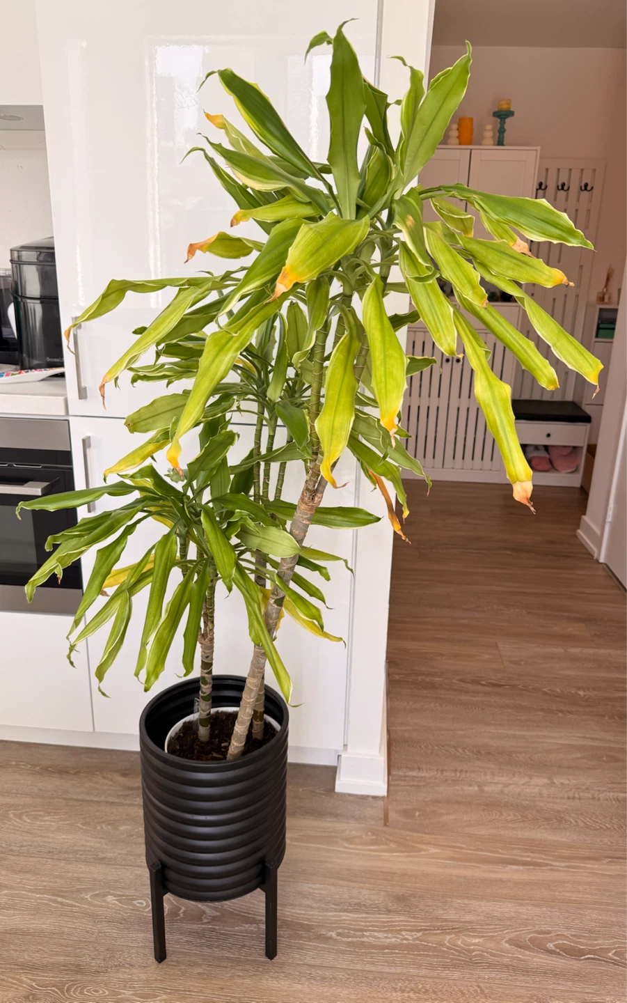 Dracaena plant in ribbed black planter