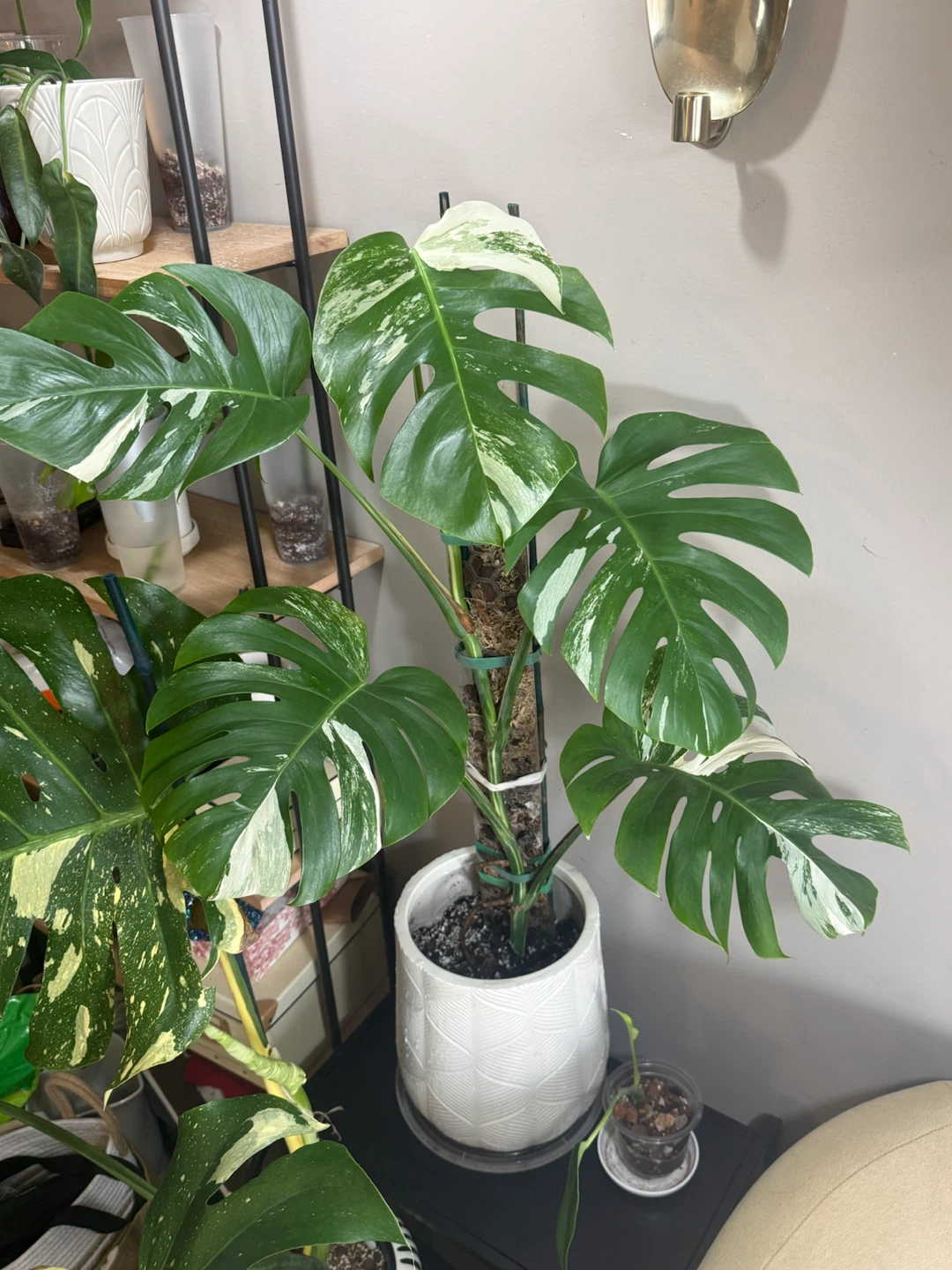 3FT Monstera Albo Variegata Plant