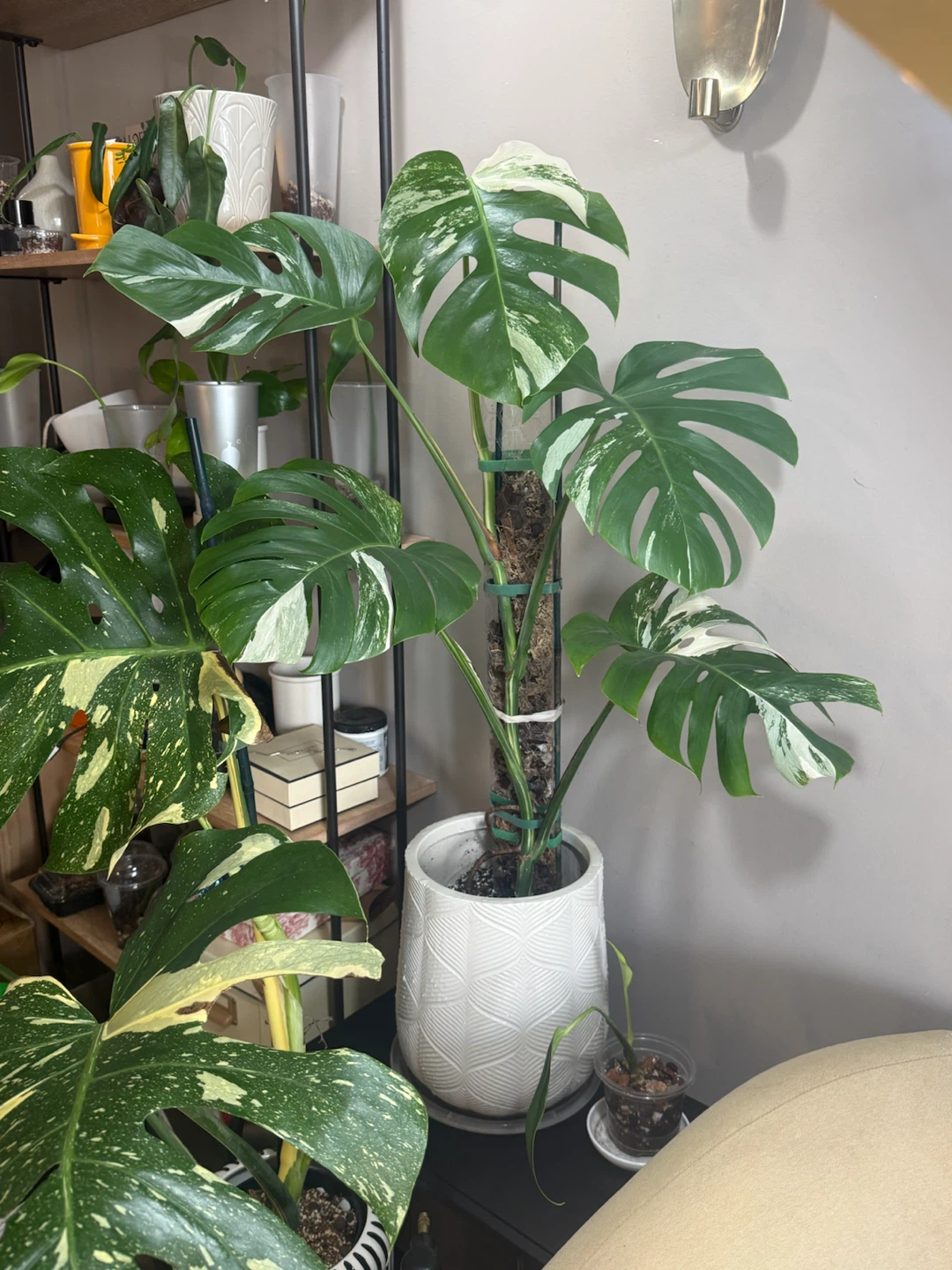 3FT Monstera Albo Variegata Plant - photo 2