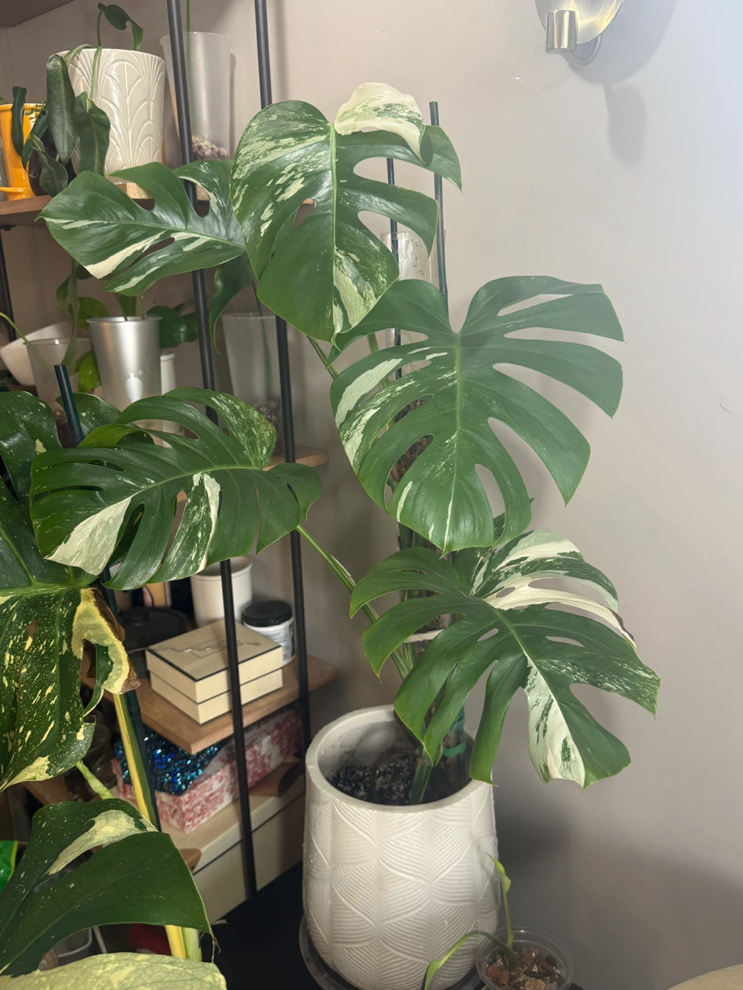 3FT Monstera Albo Variegata Plant - photo 3