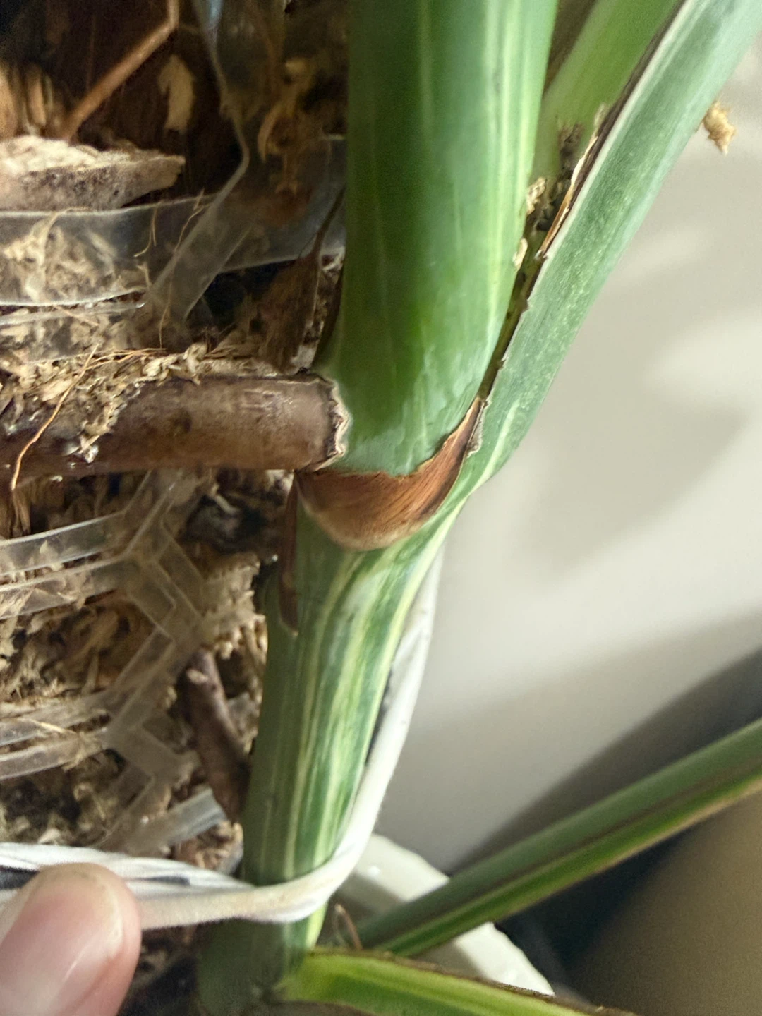 3FT Monstera Albo Variegata Plant - photo 5