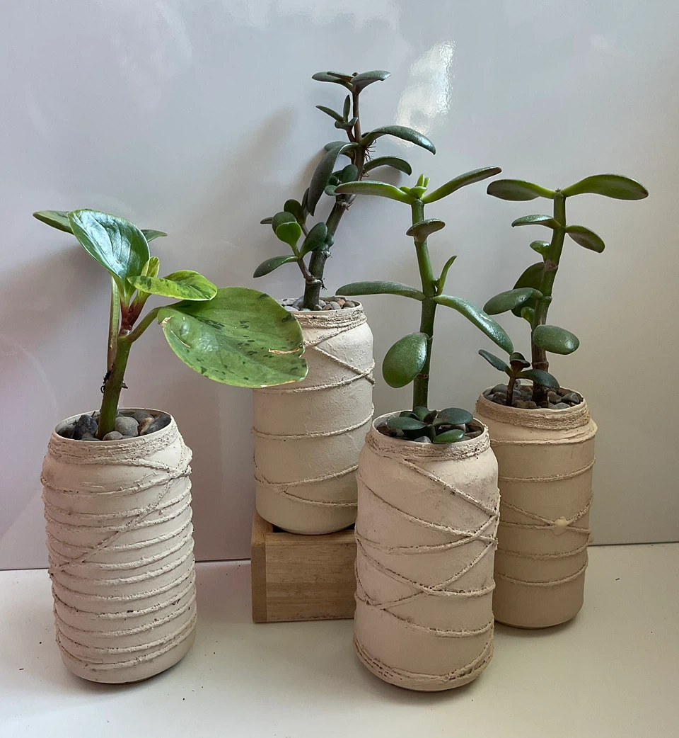 Potted Jade and Peperomia Plants in Textured Pots