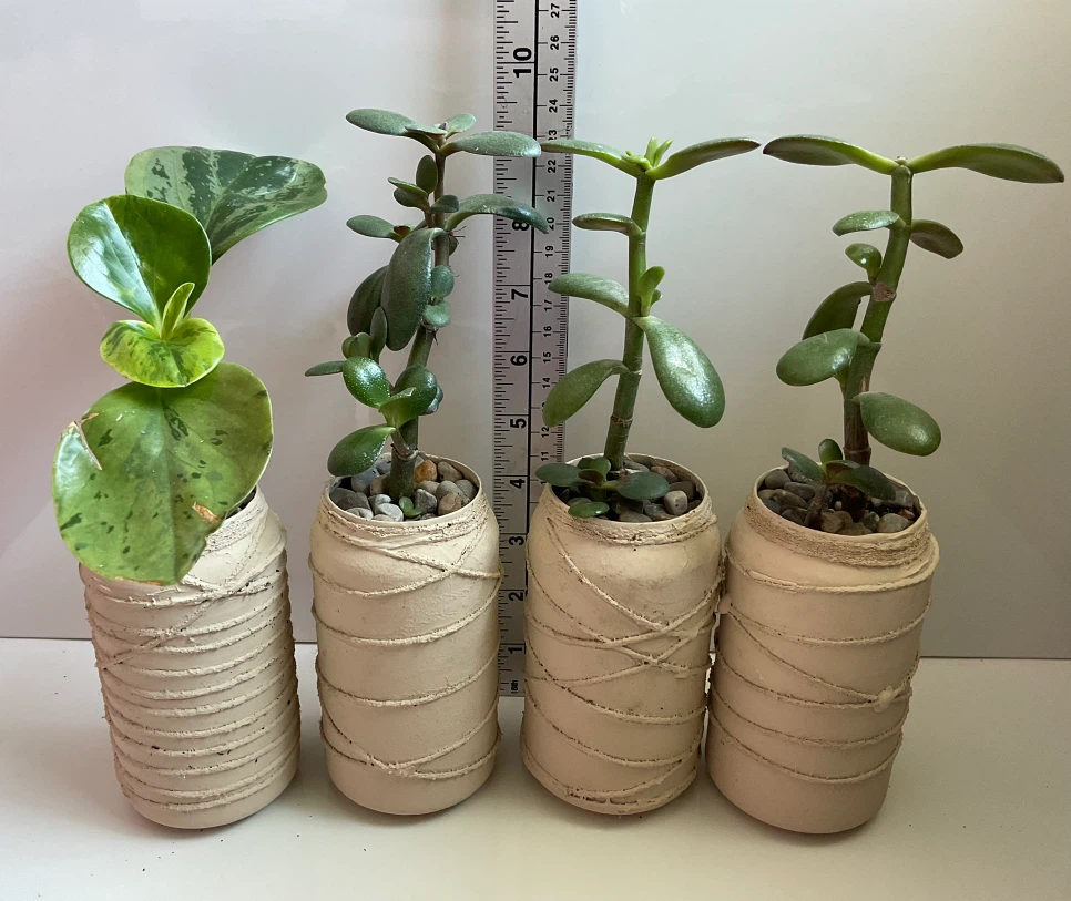 Potted Jade and Peperomia Plants in Textured Pots - photo 2
