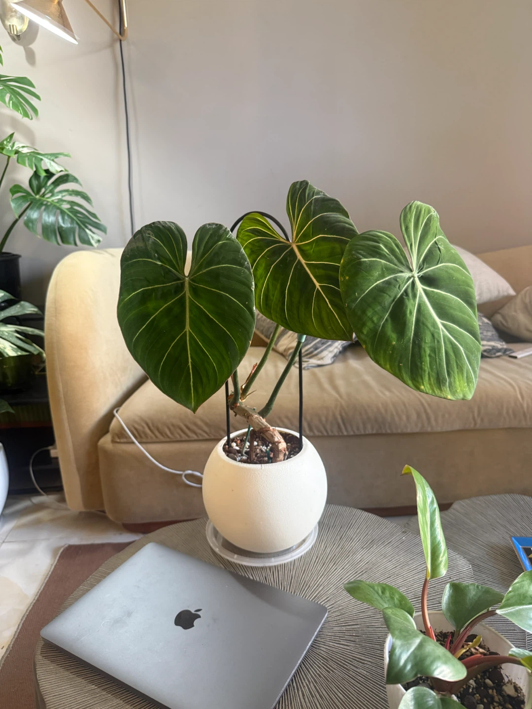 Philodendron Gloriosum Plant
