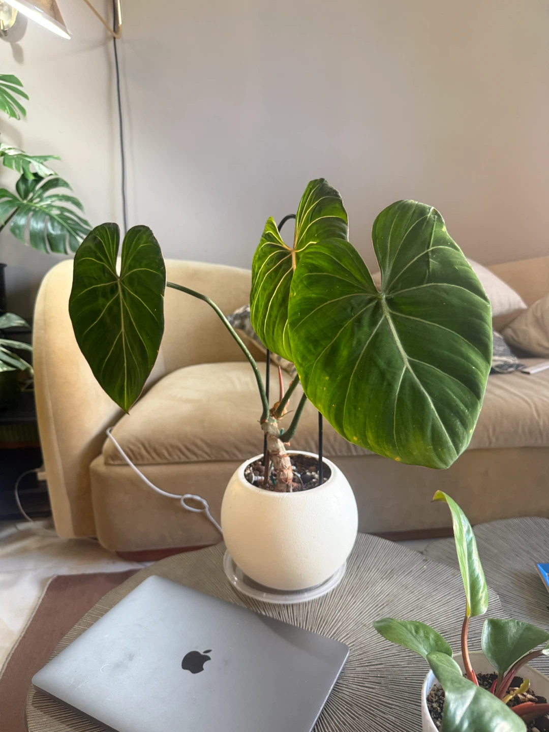 Philodendron Gloriosum Plant - photo 2