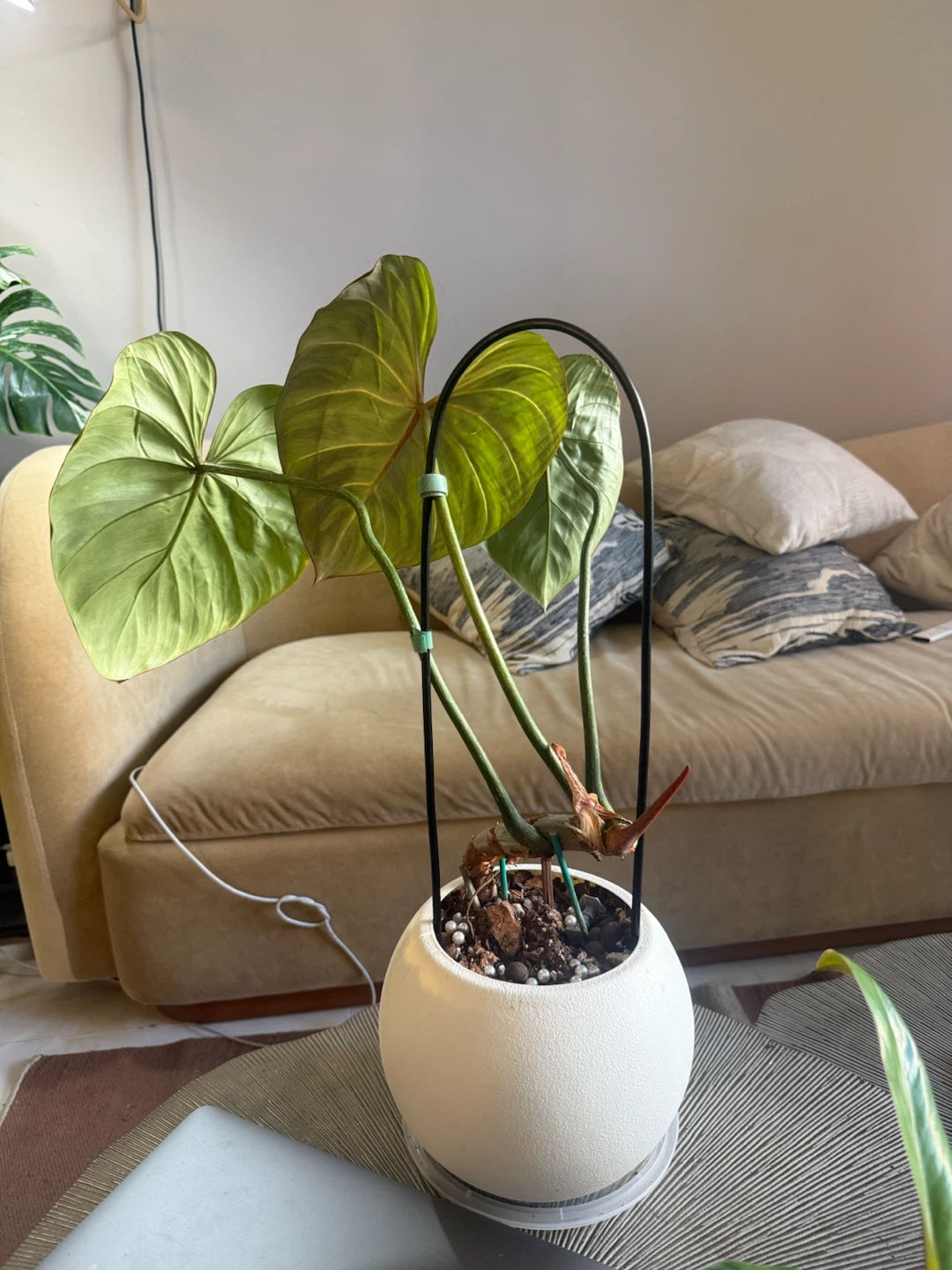 Philodendron Gloriosum Plant - photo 3