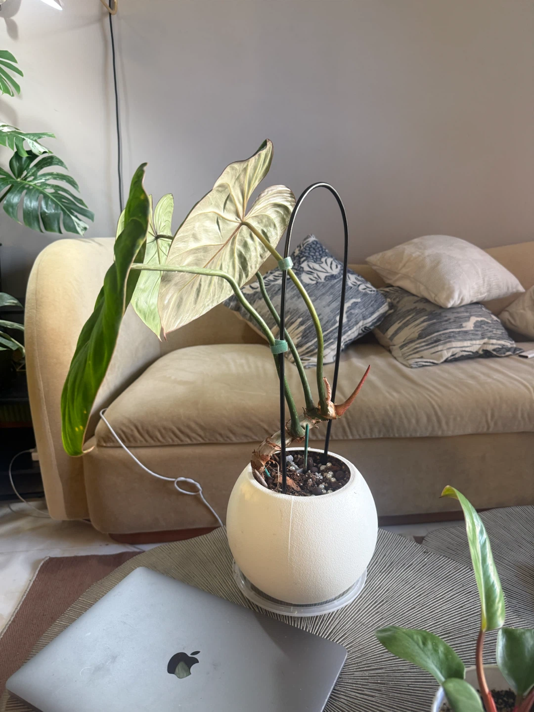 Philodendron Gloriosum Plant - photo 4