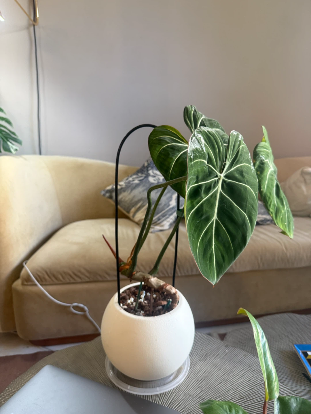 Philodendron Gloriosum Plant - photo 5