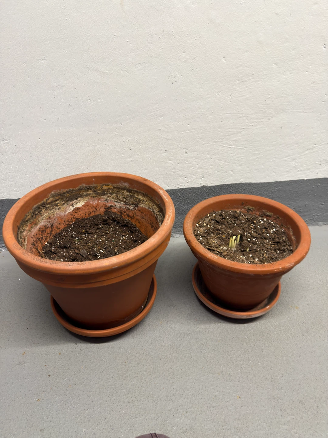 Two Terra Cotta Plant Pots