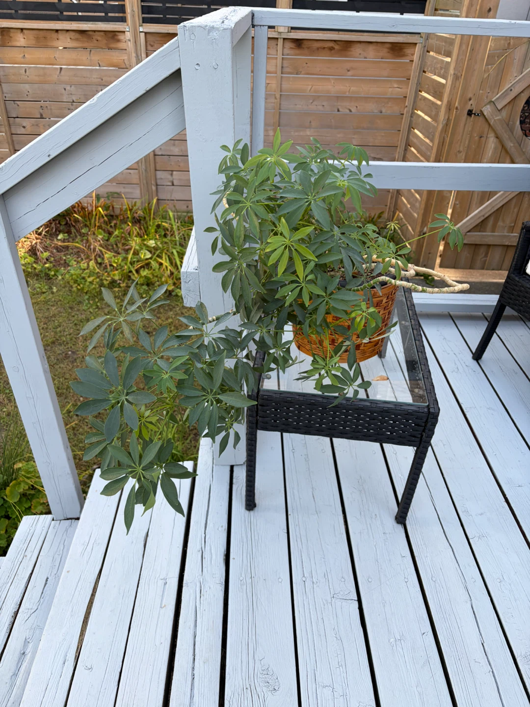Schefflera arboricola plant