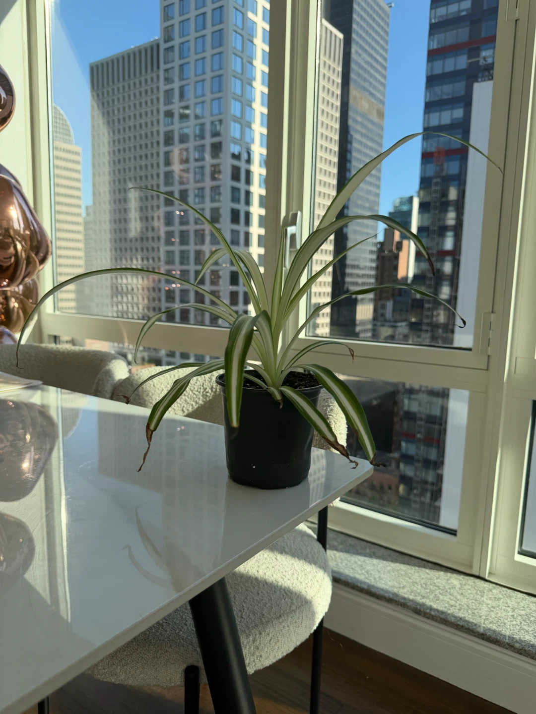 Spider Plant in a 5” Nursery Black Plastic Pot - photo 3