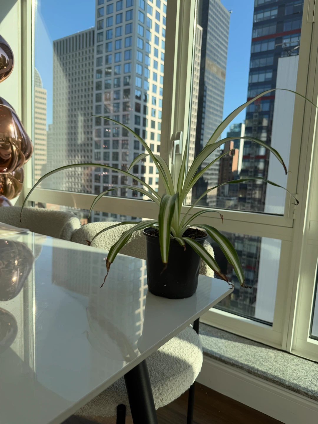 Spider Plant in a 5” Nursery Black Plastic Pot - photo 4