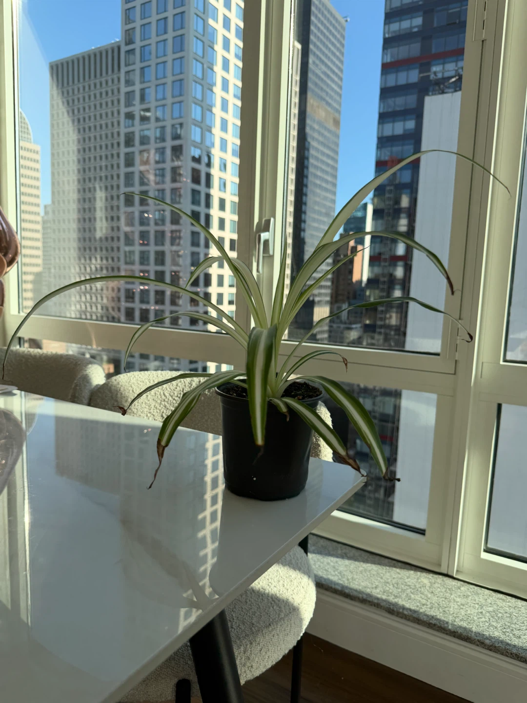 Spider Plant in a 5” Nursery Black Plastic Pot - photo 5