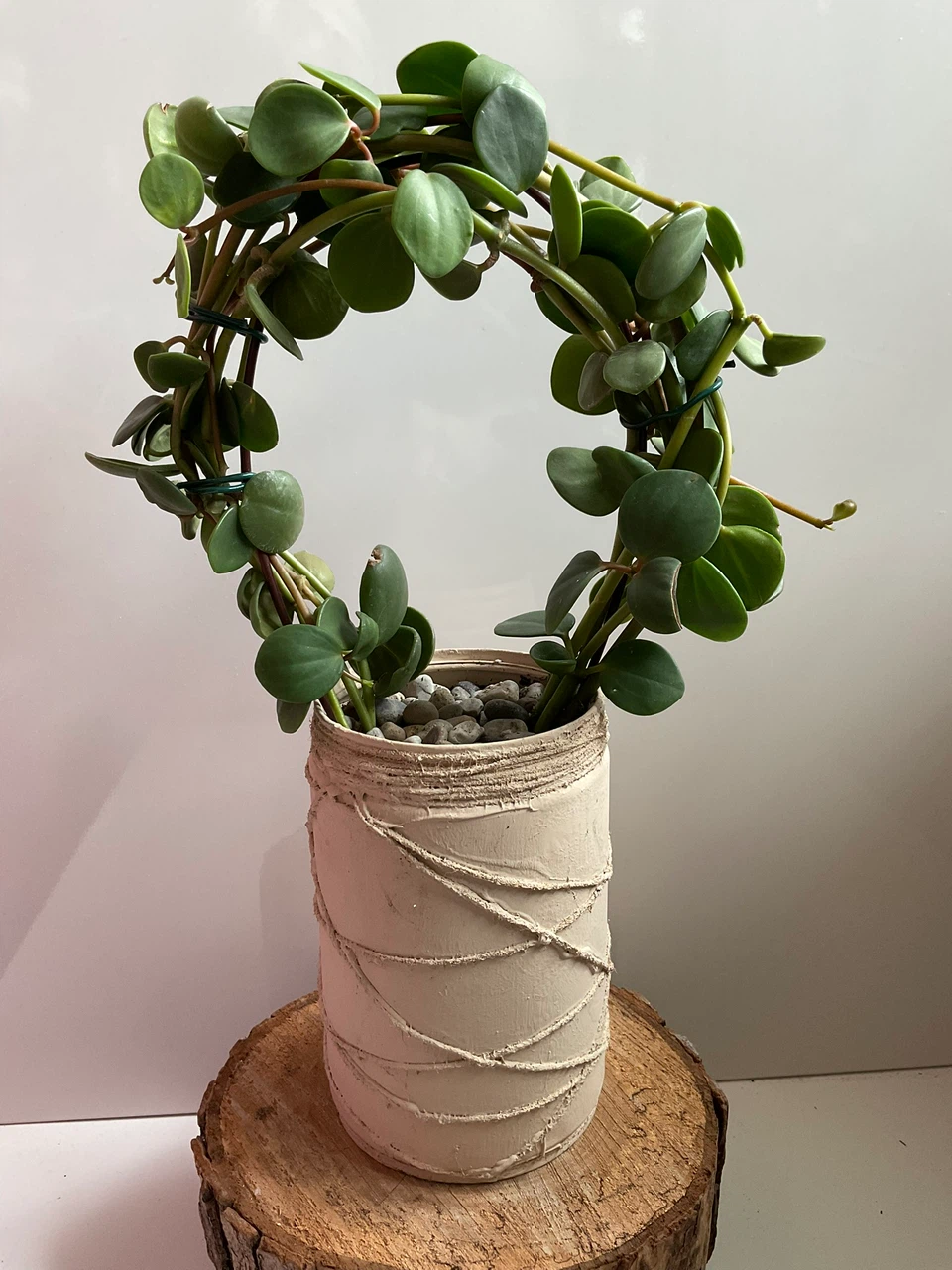 Peperomia 'Hope' Wreath Topiary on Hoop Trellis