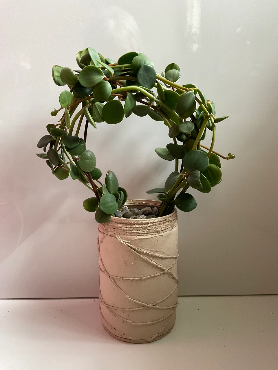 Peperomia 'Hope' Wreath Topiary on Hoop Trellis - photo 2