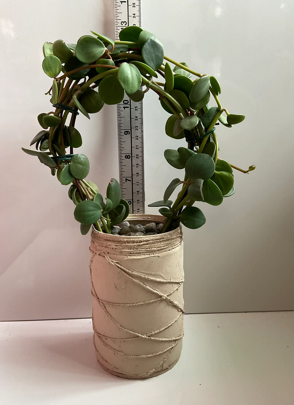 Peperomia 'Hope' Wreath Topiary on Hoop Trellis - photo 3
