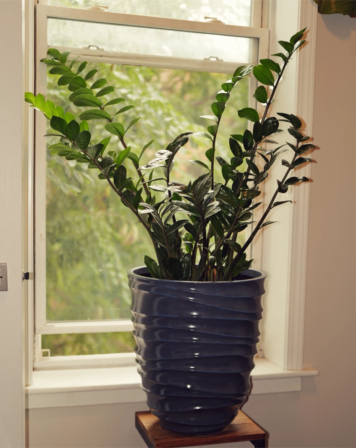 ZZ Plant in Blue Pot