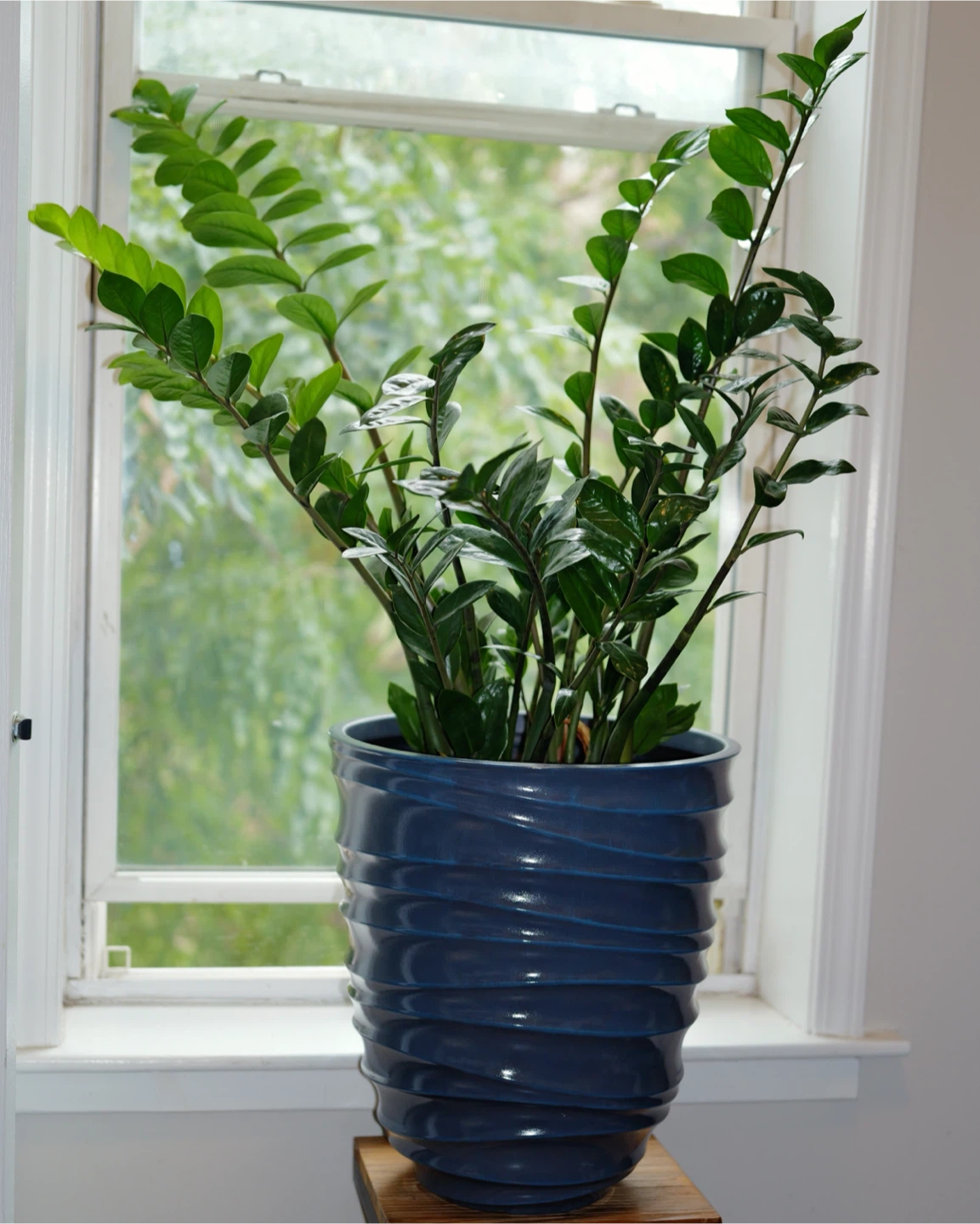 ZZ Plant in Blue Pot - photo 2