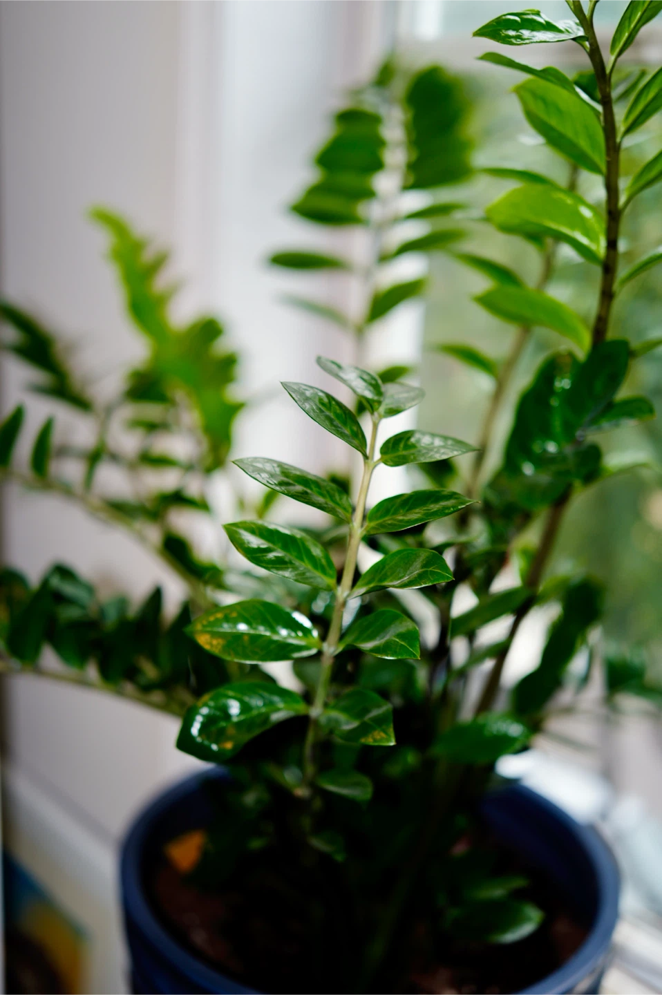 ZZ Plant in Blue Pot - photo 3