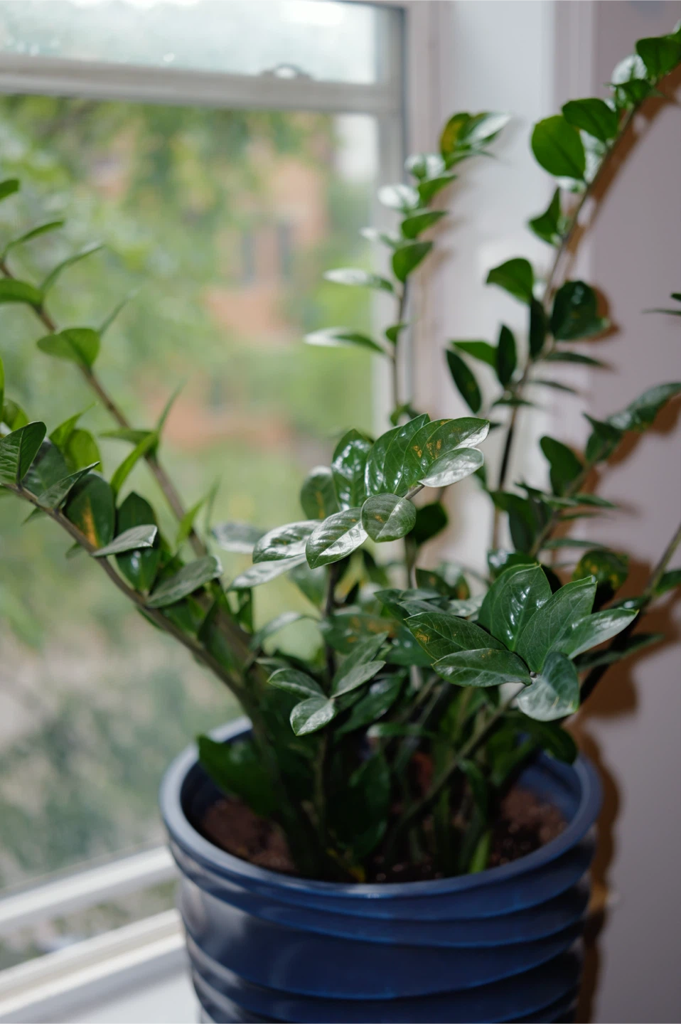 ZZ Plant in Blue Pot - photo 4