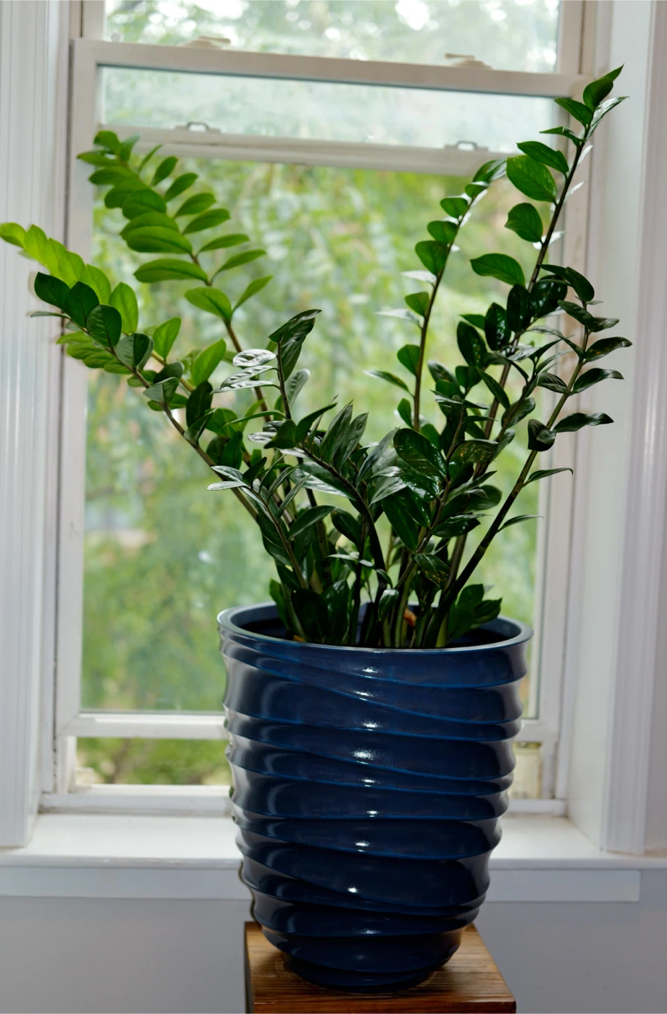 ZZ Plant in Blue Pot - photo 5