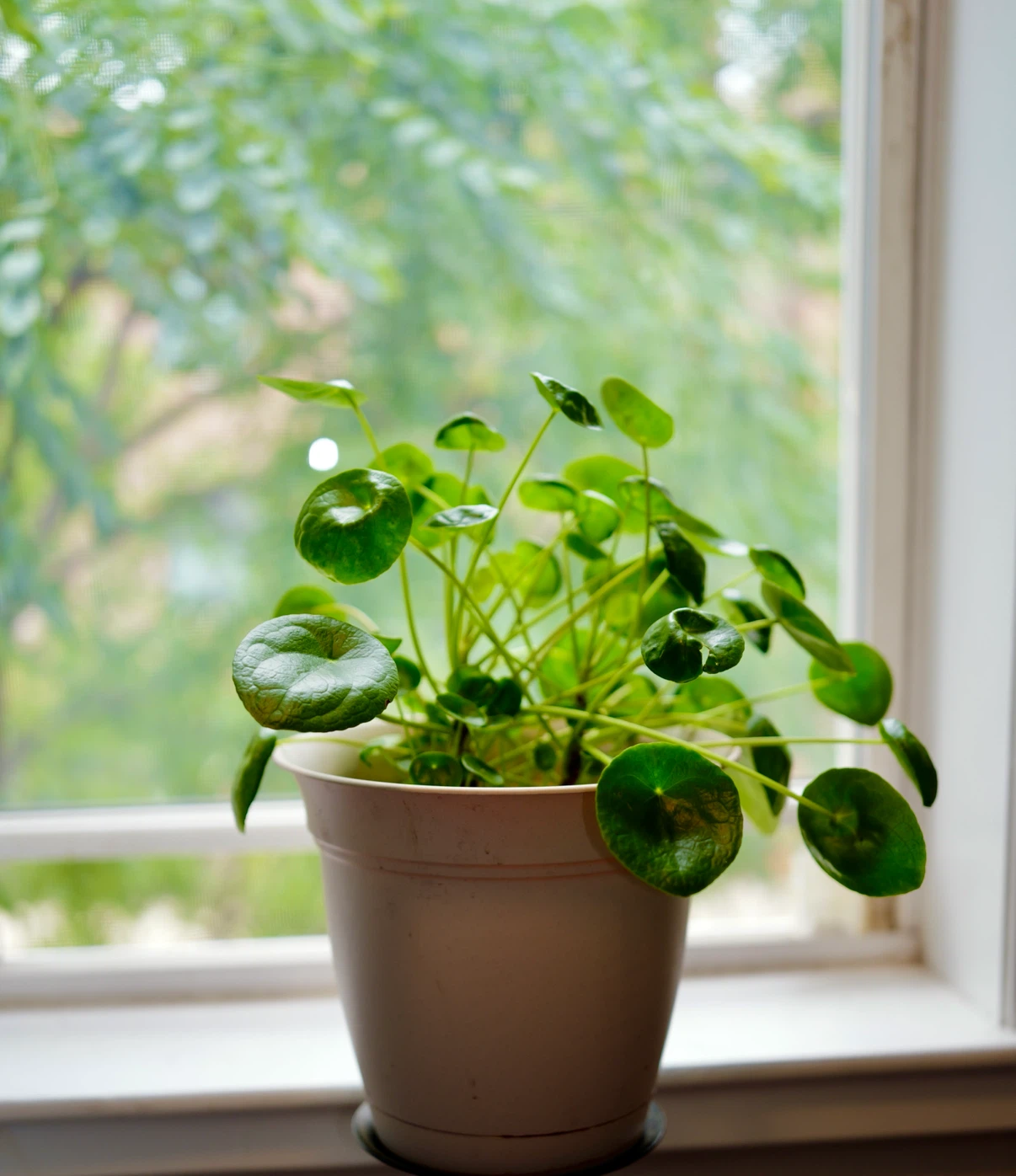 Pilea peperomioides houseplant