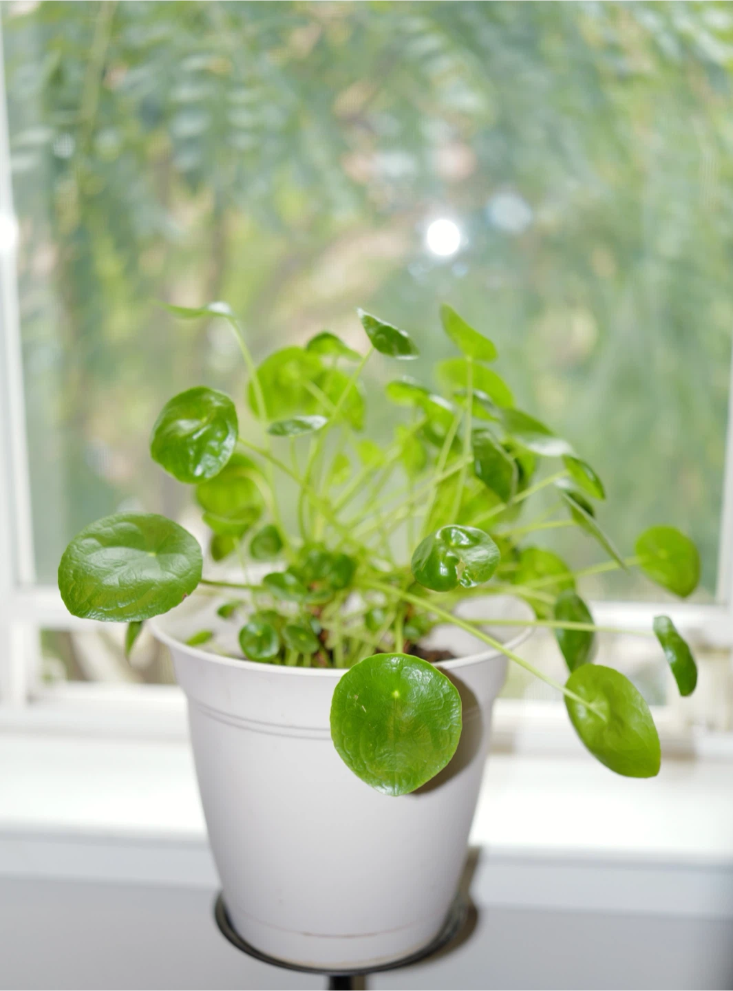 Pilea peperomioides houseplant - photo 2