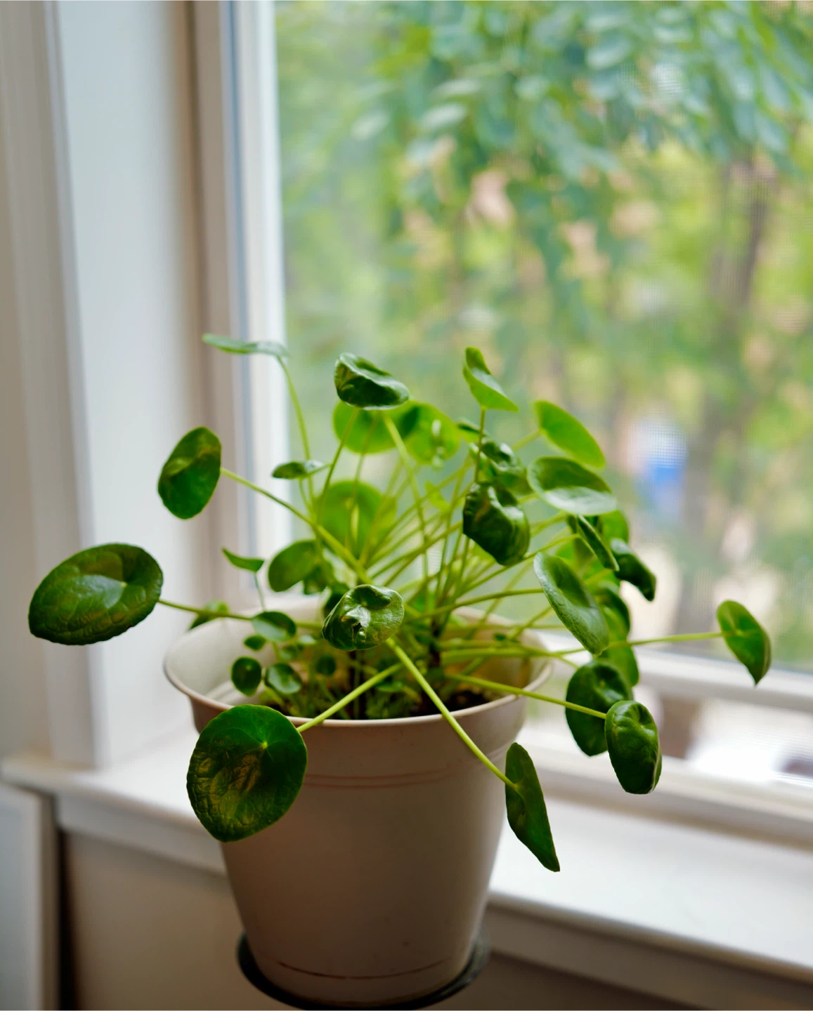 Pilea peperomioides houseplant - photo 3