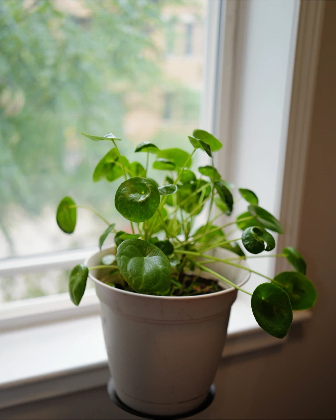 Pilea peperomioides houseplant - photo 4