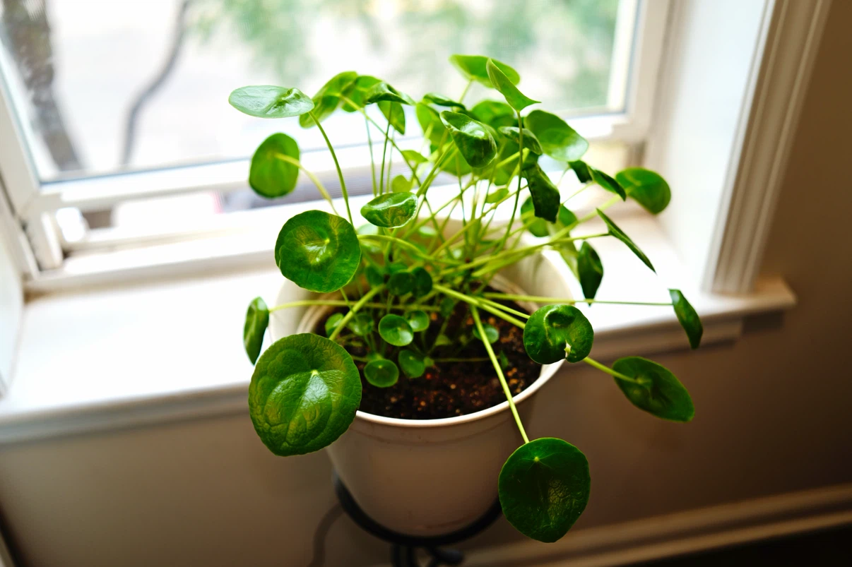 Pilea peperomioides houseplant - photo 5