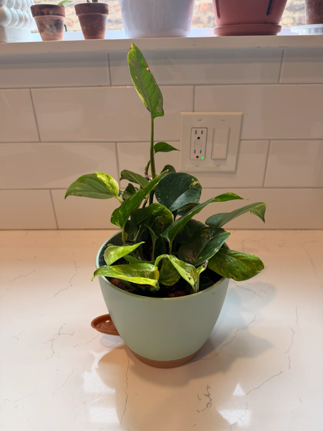 Healthy Pothos Plant in Pot - photo 2