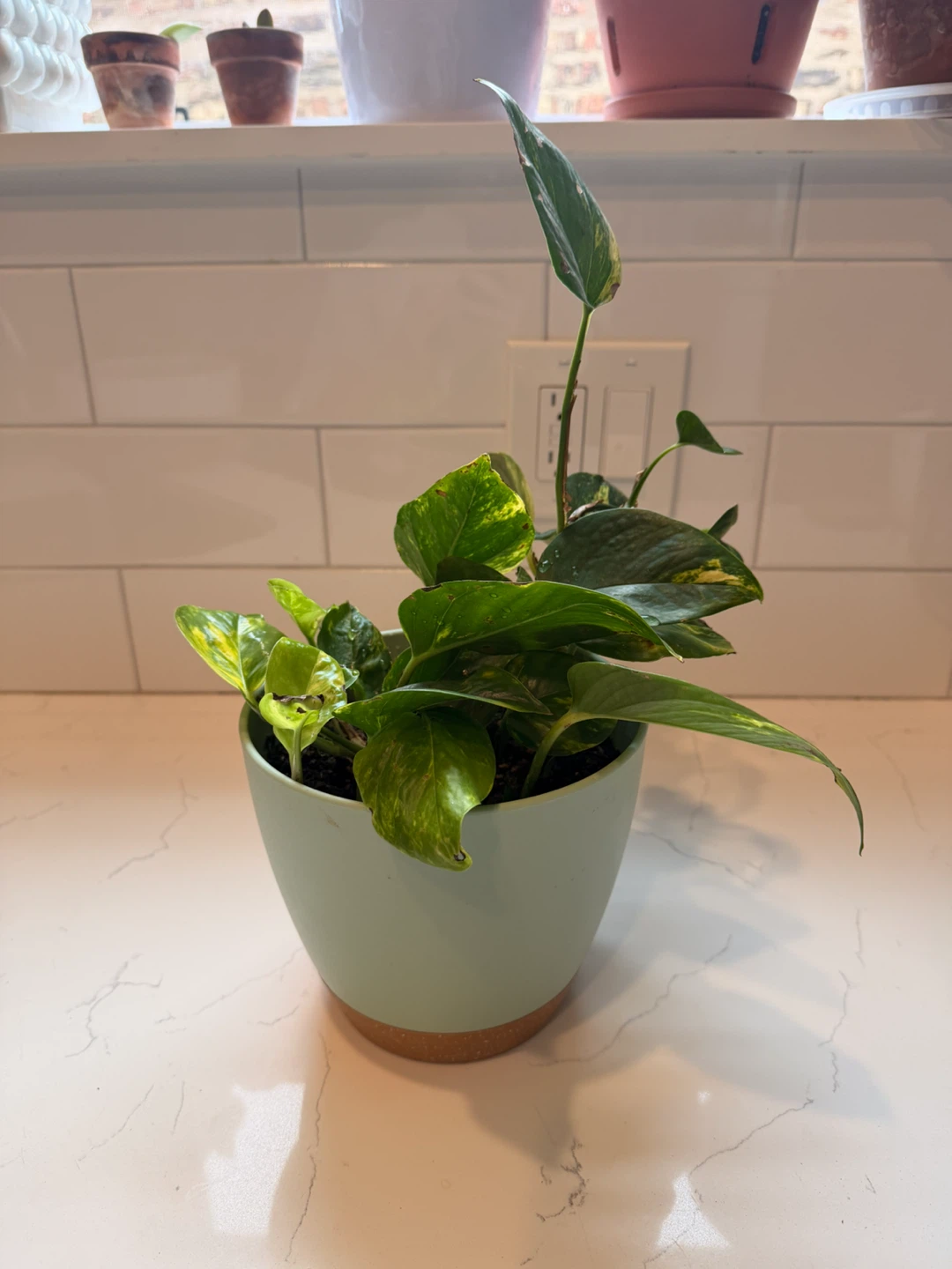 Healthy Pothos Plant in Pot - photo 3