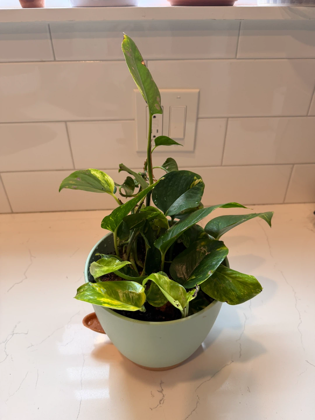 Healthy Pothos Plant in Pot - photo 4