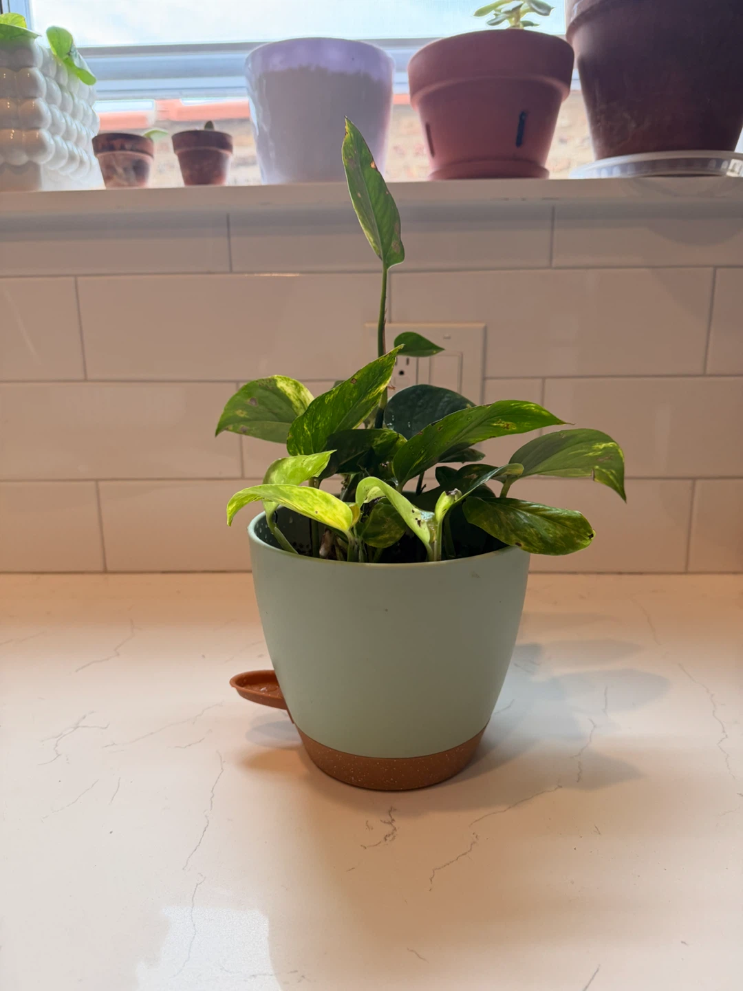 Healthy Pothos Plant in Pot