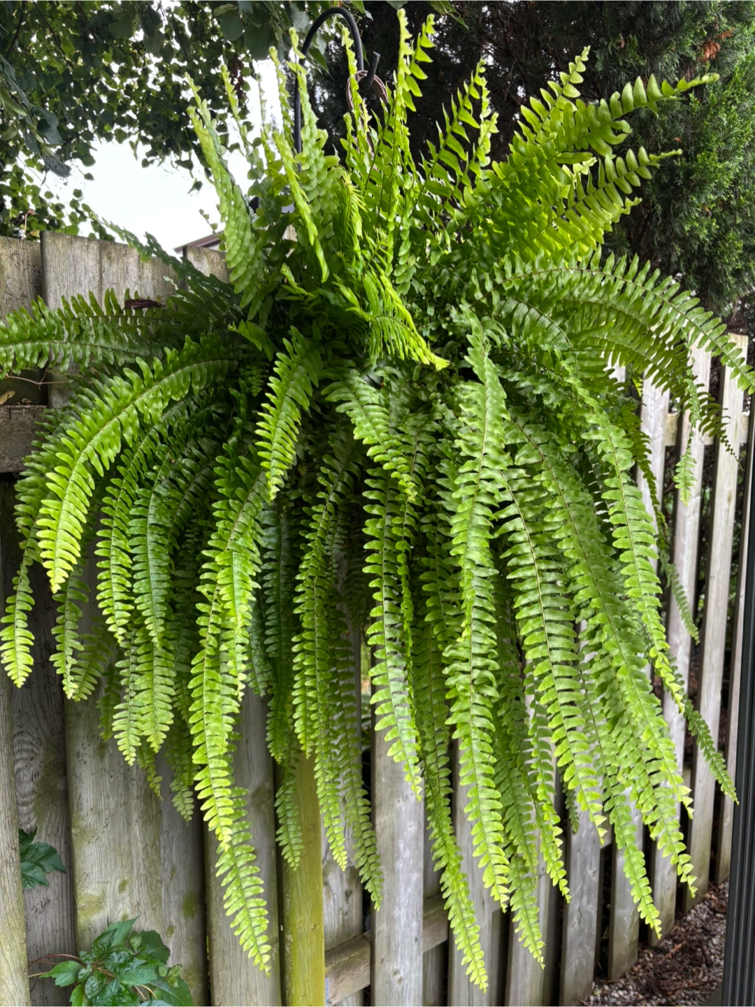 Gigantic Lush Boston Ferns