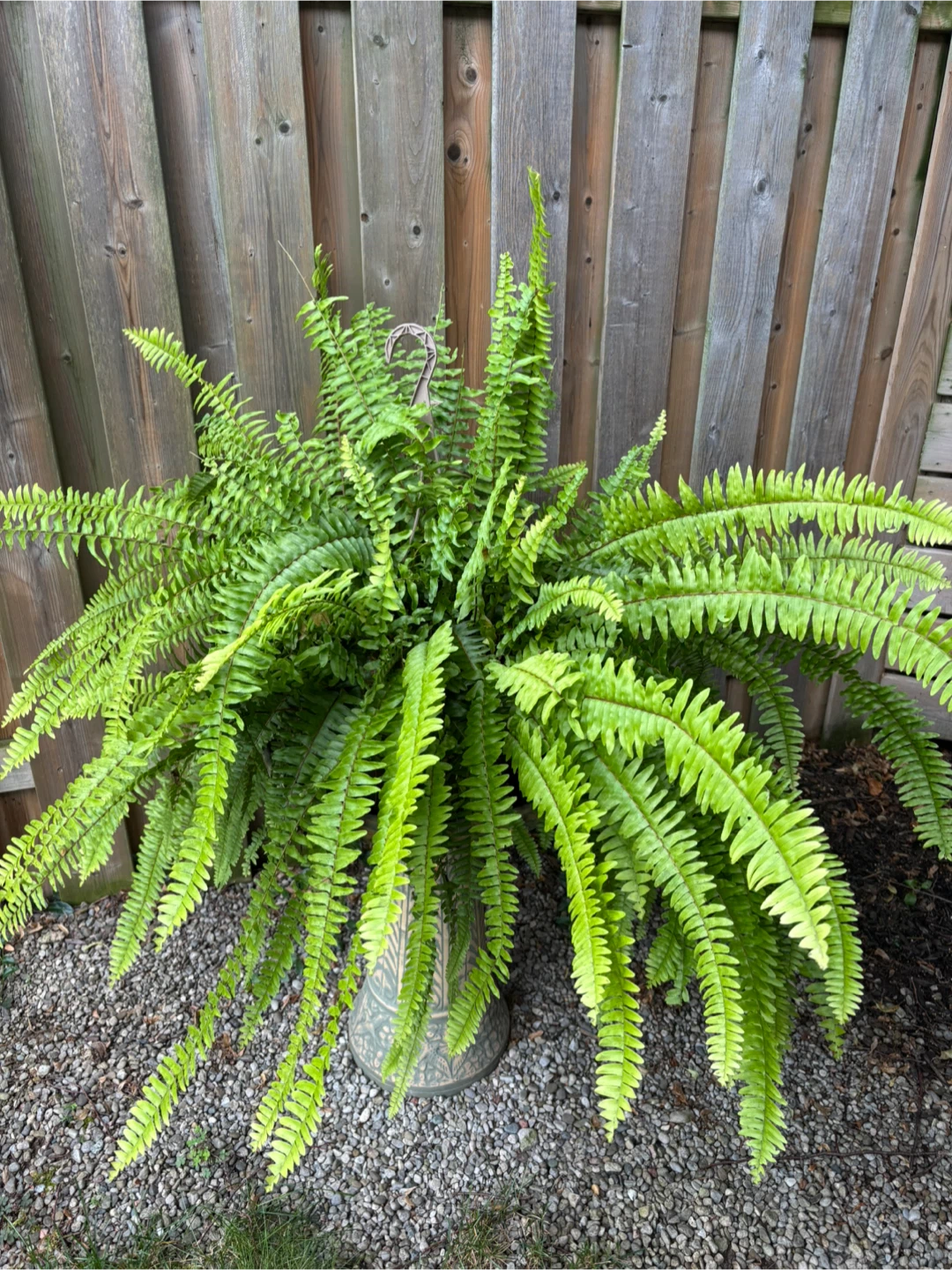 Gigantic Lush Boston Ferns - photo 2