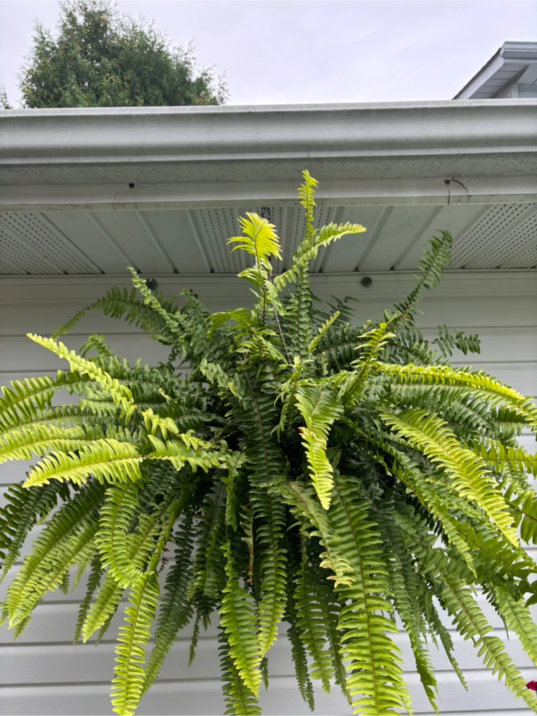 Gigantic Lush Boston Ferns - photo 3