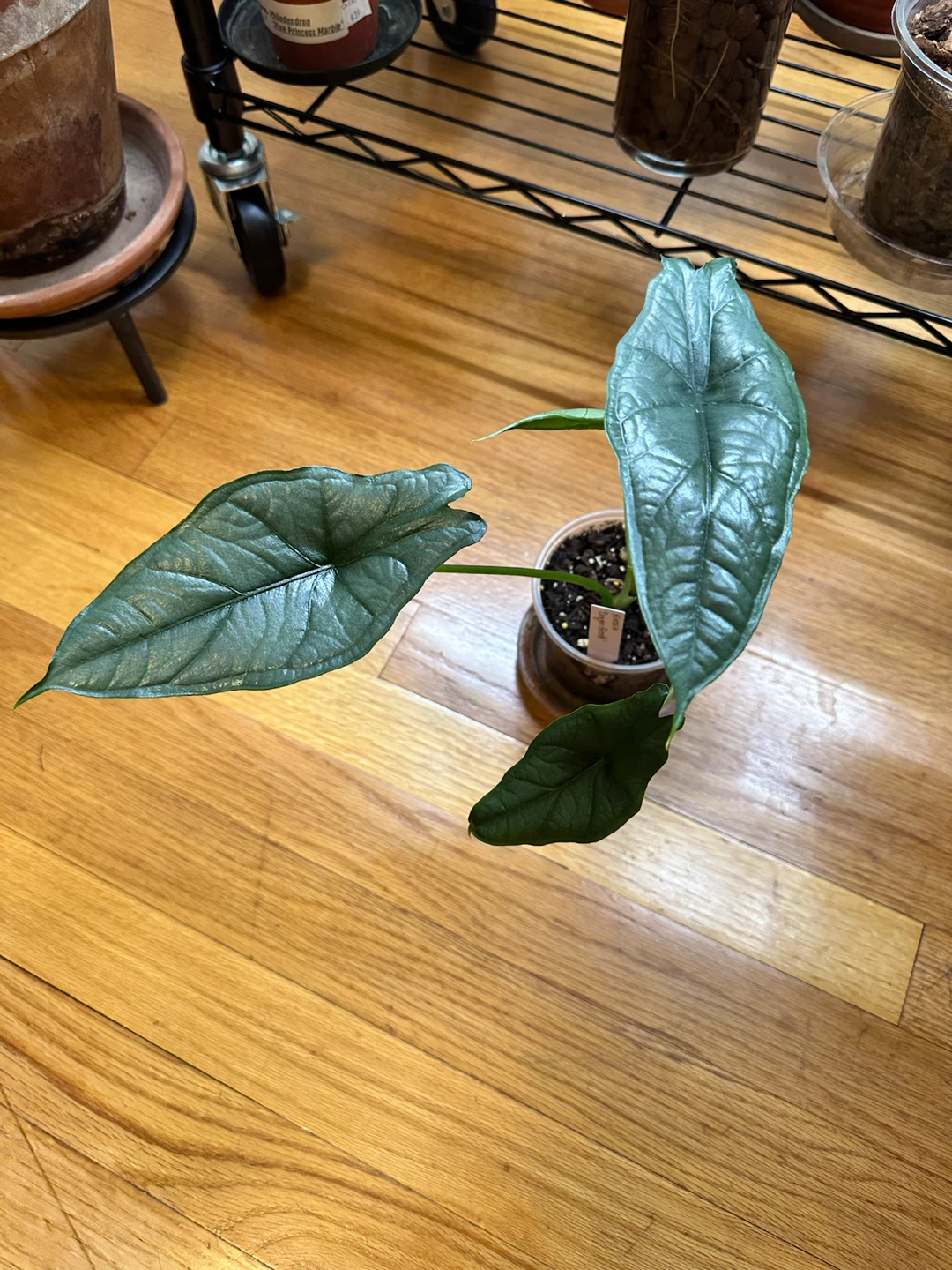 Alocasia Dragon Breath