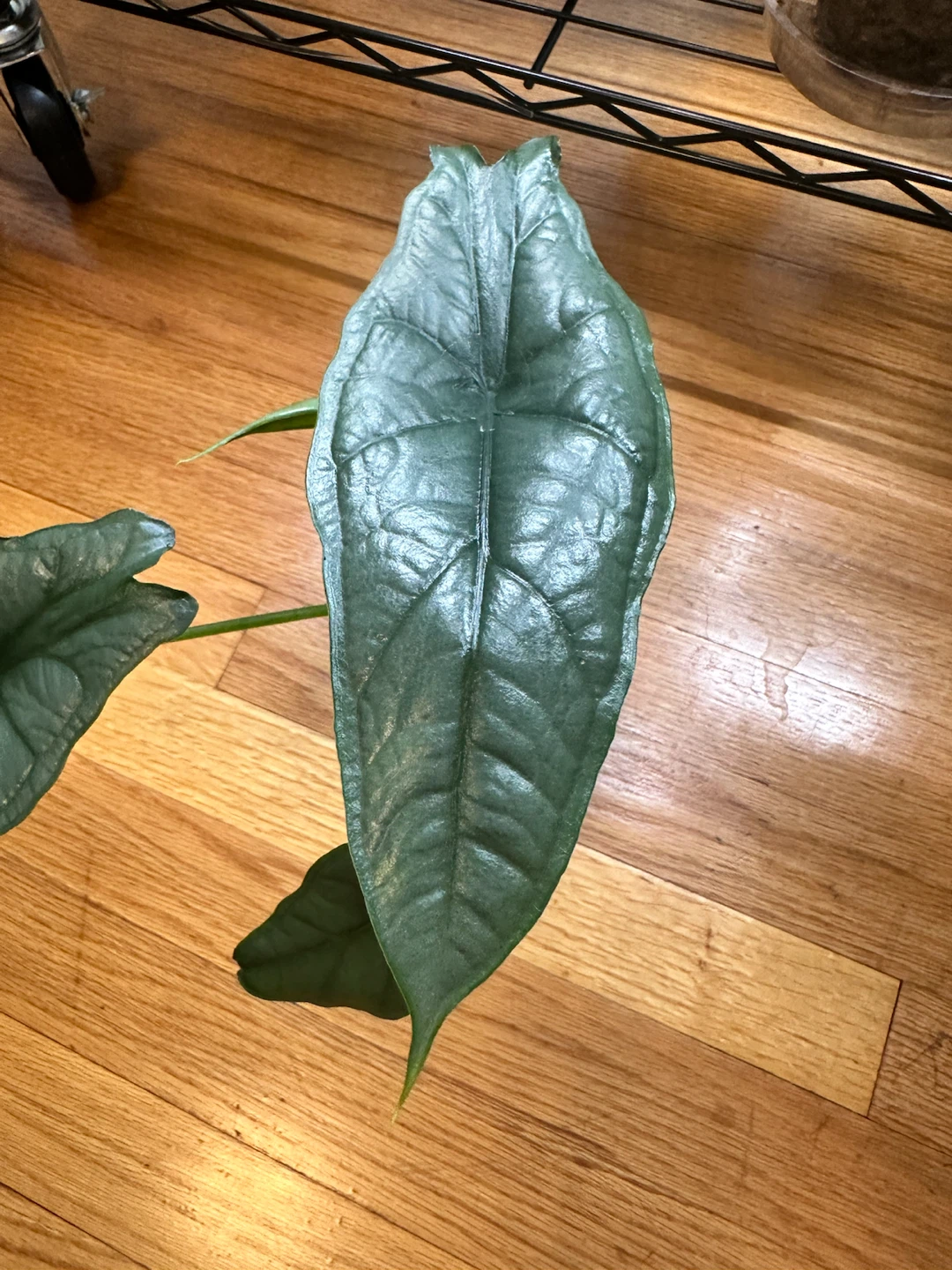 Alocasia Dragon Breath - photo 2