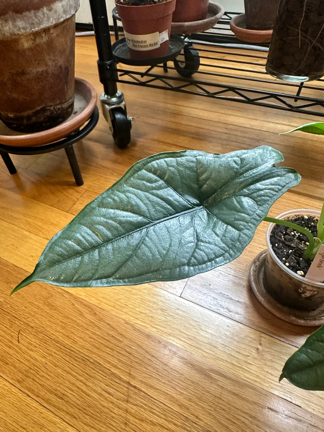 Alocasia Dragon Breath - photo 3