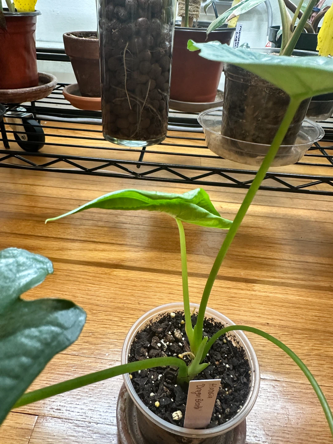 Alocasia Dragon Breath - photo 4