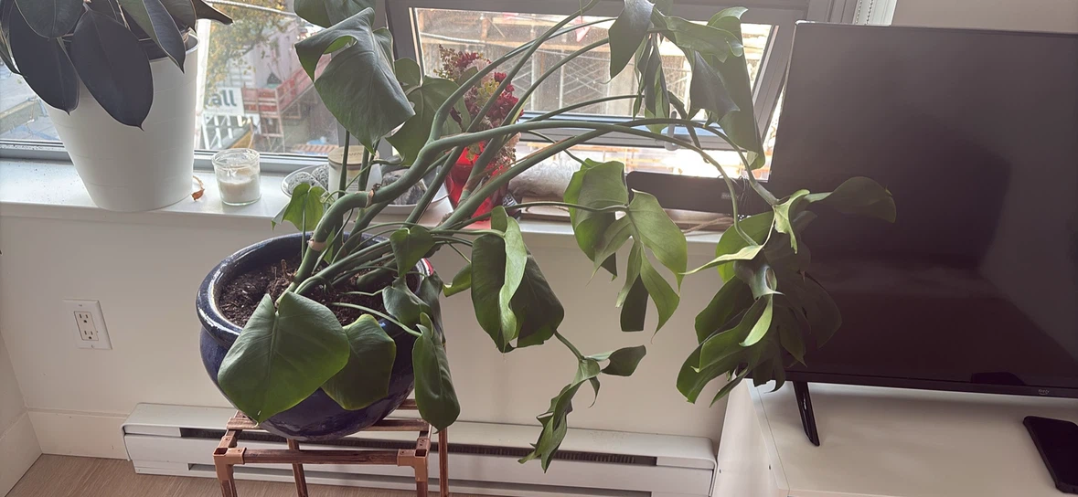 Monstera Deliciosa Houseplant