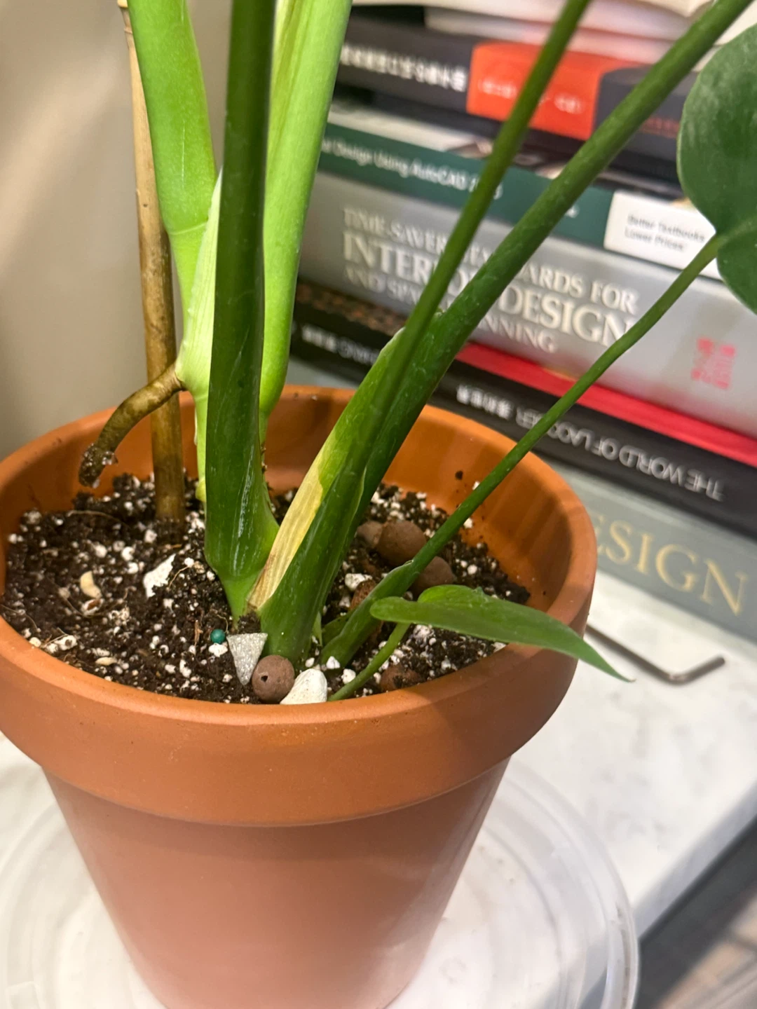 Monstera Plant in Terracotta Pot - photo 2