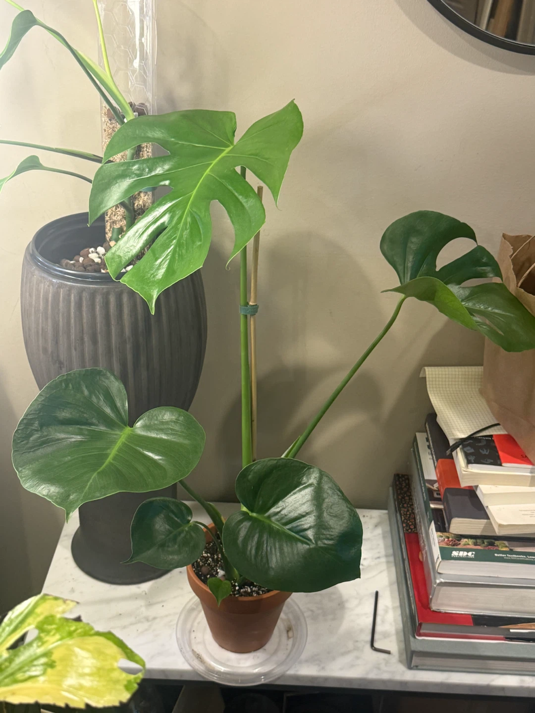 Monstera Plant in Terracotta Pot - photo 3