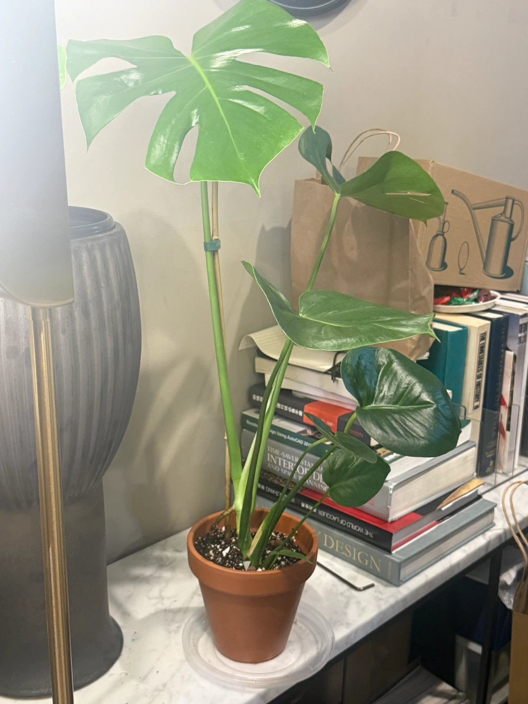 Monstera Plant in Terracotta Pot - photo 4