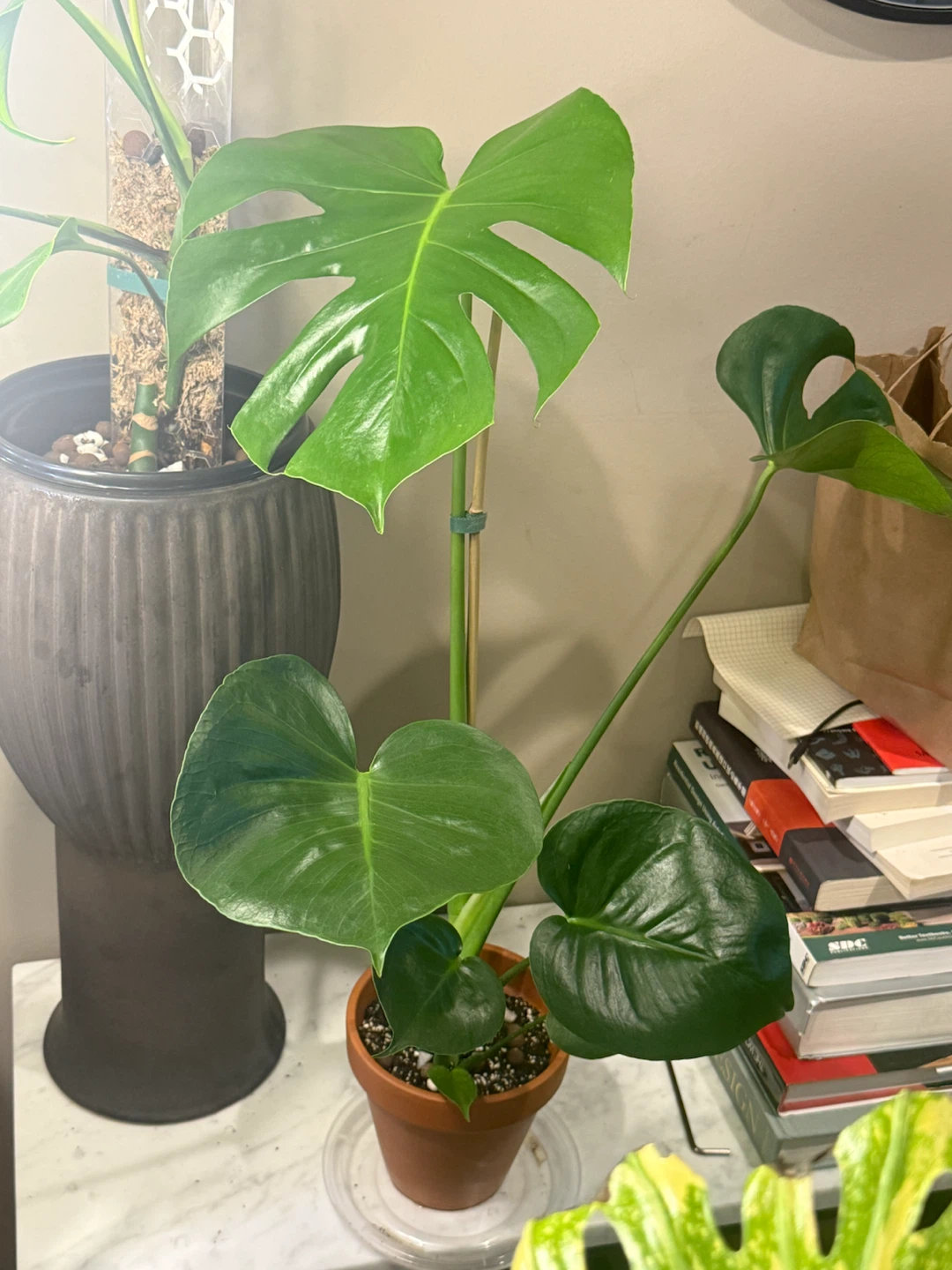 Monstera Plant in Terracotta Pot