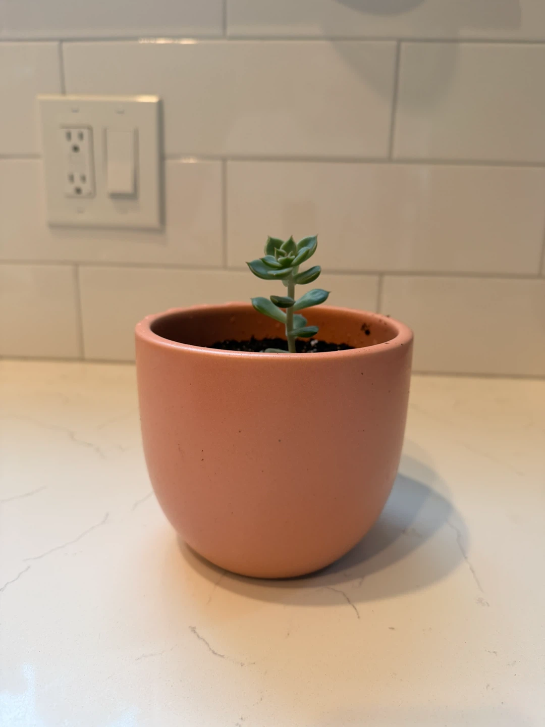 Small Succulent in Pink Ceramic Pot