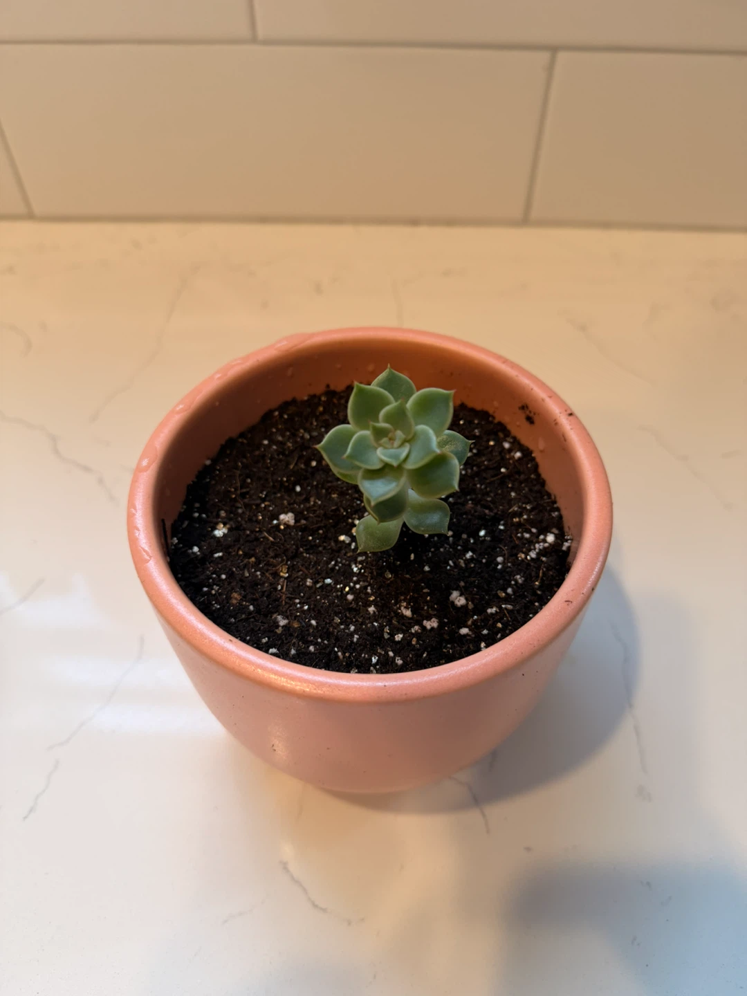 Small Succulent in Pink Ceramic Pot - photo 2