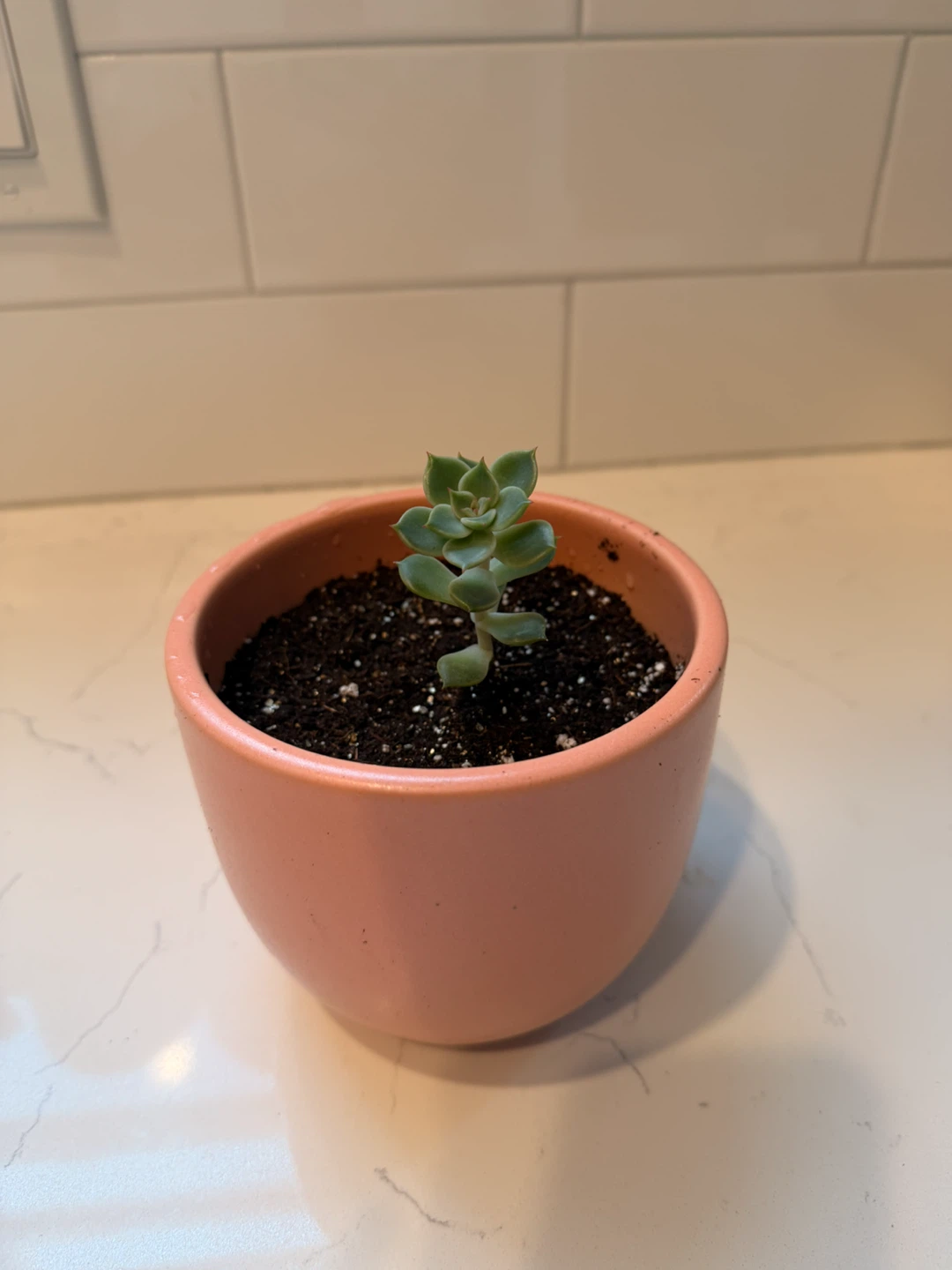 Small Succulent in Pink Ceramic Pot - photo 3