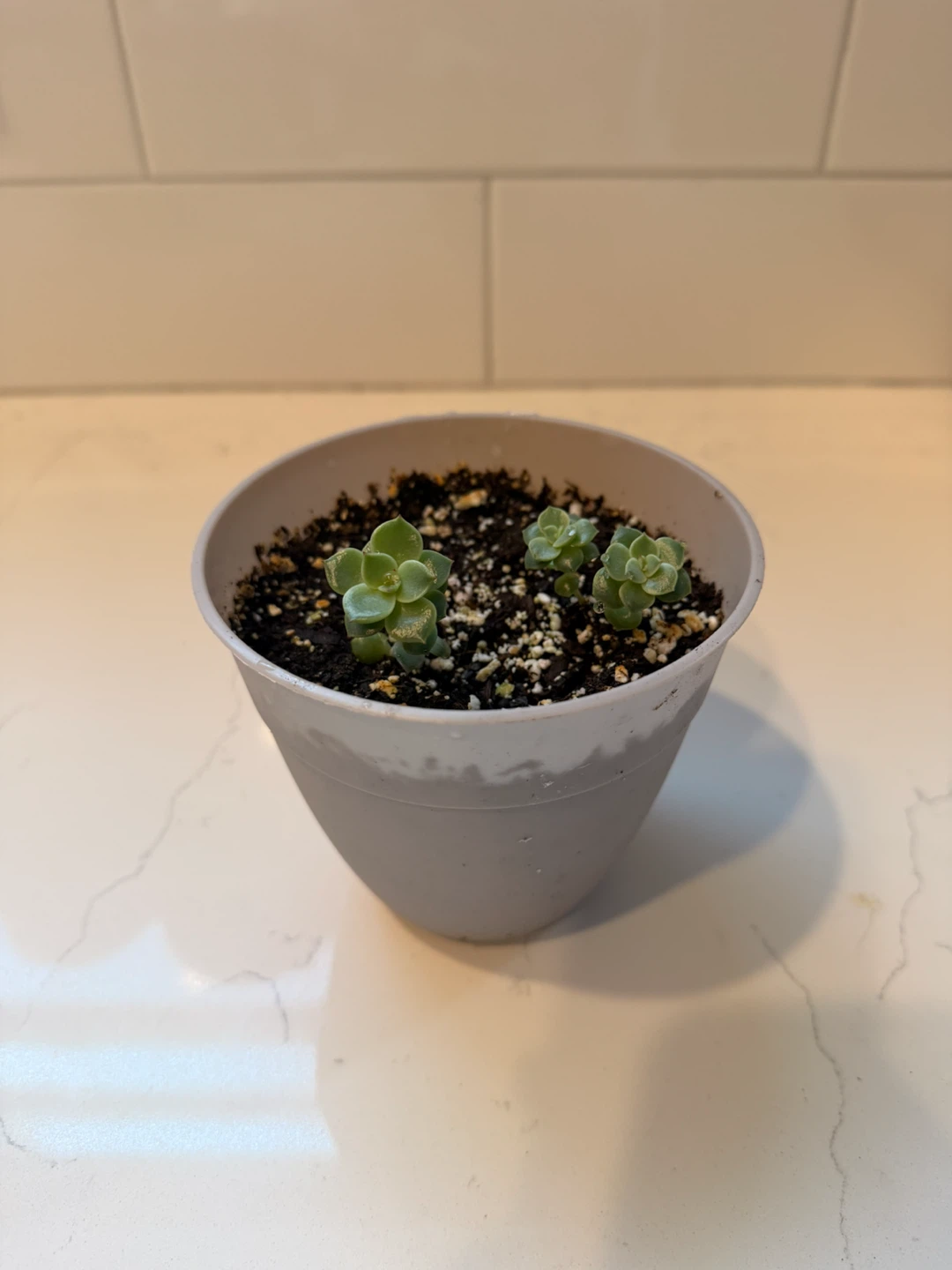 Three small succulent plants in a gray pot